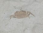 Three Fossil Pea Crabs (Pinnixa) From California - Miocene #53115-2